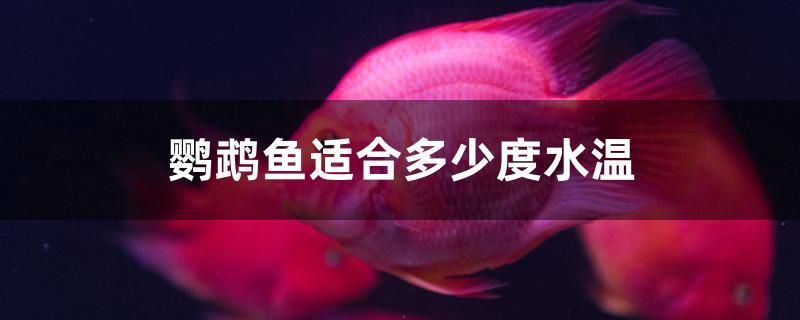 鹦鹉鱼适合多少度水温 月光鸭嘴鱼苗