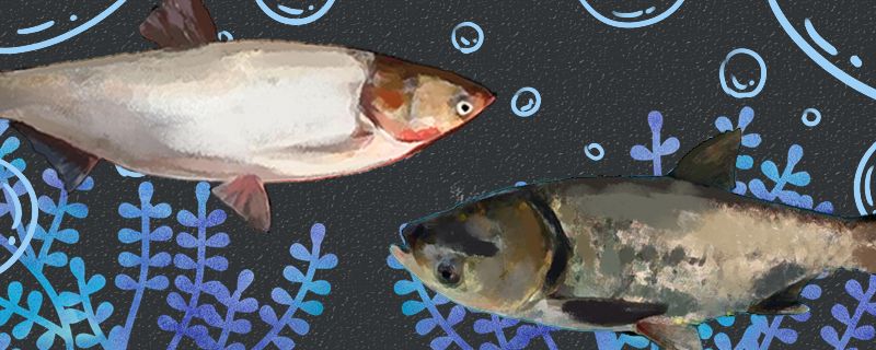 鲢鱼和鳙鱼是同一种鱼吗有什么区别