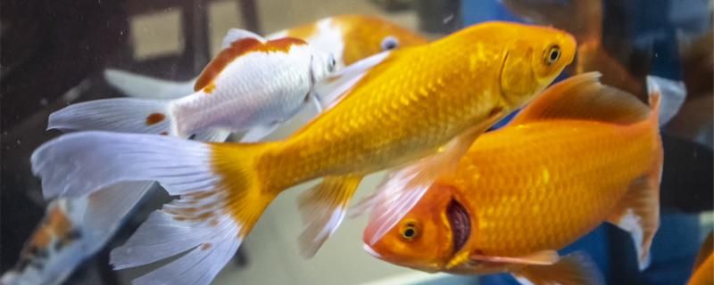 金鱼可以喂什么食物怎么喂食合适 短身红龙鱼