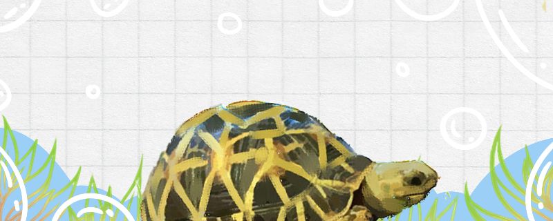 缅甸星龟能长多大多大可以繁殖 B级过背金龙鱼