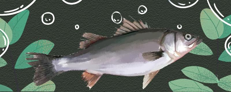 钓鲈鱼的最佳假饵钓鲈鱼的最佳温度 广州水族器材滤材批发市场