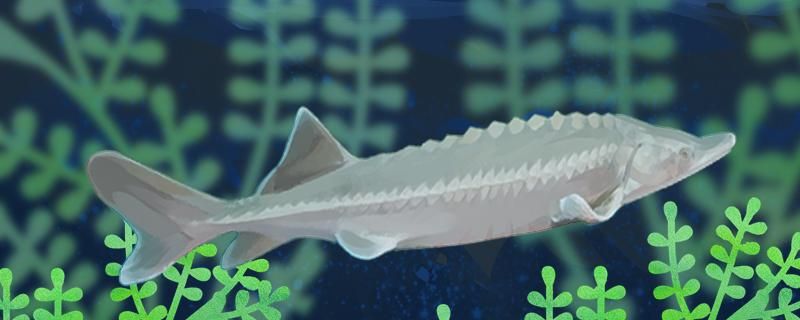 生态鲟龙鱼在冲氧袋里能活几天 细线银板鱼苗