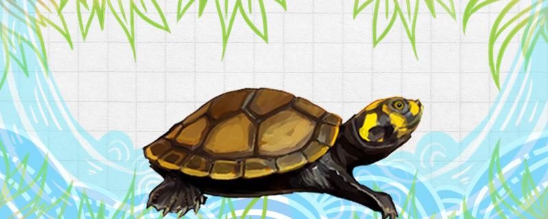 黄头侧颈龟寿命多长体型多大