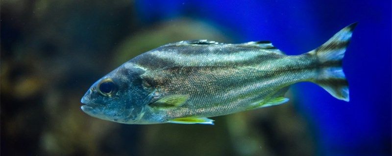 庆大霉素给鱼泡多久鱼得肠炎有哪些原因