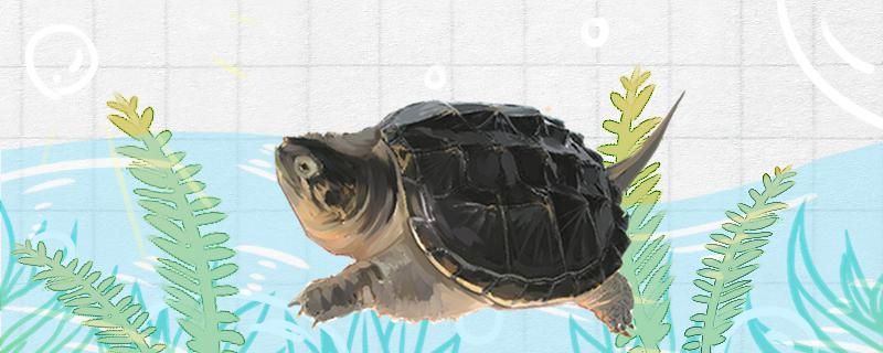 鳄龟为什么叫鳄龟有哪些品种 除藻剂