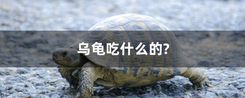 乌龟吃什么的？