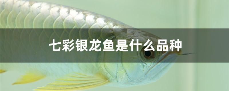 七彩银龙鱼是什么品种