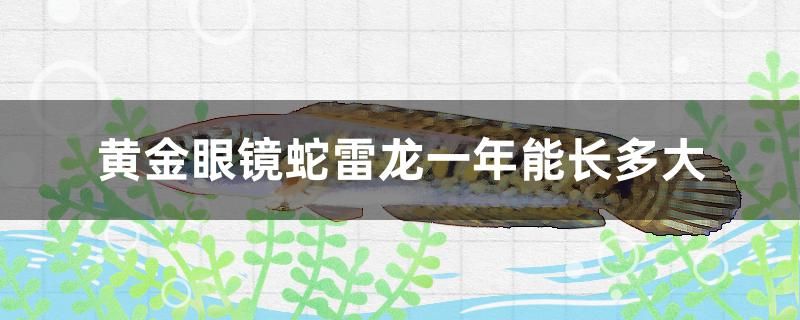 黄金眼镜蛇雷龙一年能长多大 野生地图鱼