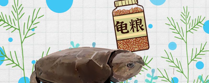 鹰嘴龟吃什么东西多久喂一次