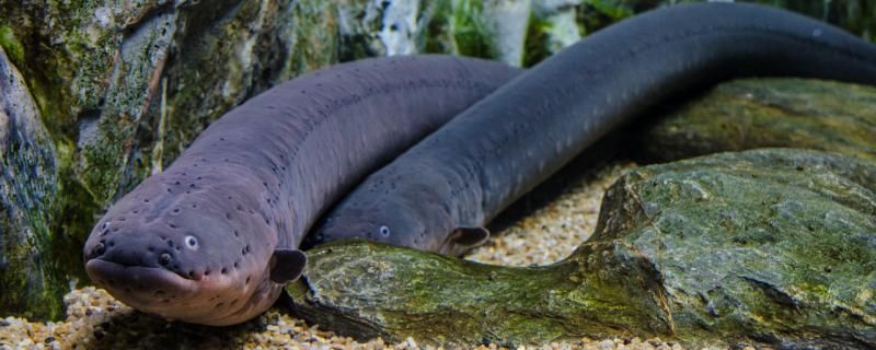 什么是电鳗电鳗能饲养吗