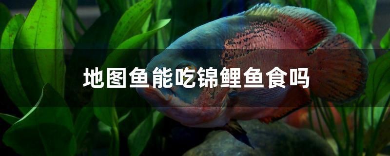 地图鱼能吃锦鲤鱼食吗