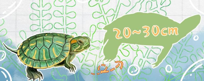 20年的巴西龟有多大能活多久
