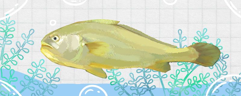 大黄花鱼是淡水鱼还是海水鱼生活在哪里