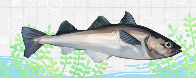 明太鱼是海鱼吗能不能养殖