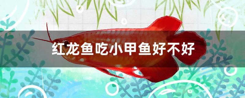 红龙鱼吃小甲鱼好不好