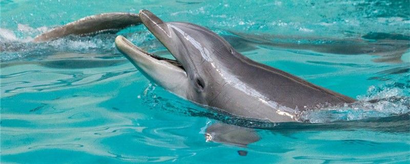 海豚和鲨鱼的区别是什么哪个厉害 热带鱼鱼苗批发
