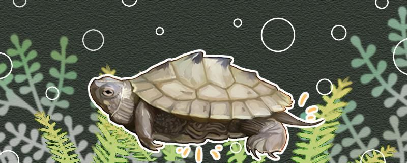 地图龟要冬眠吗冬眠时间是多久