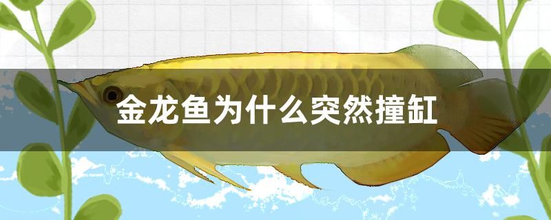 金龙鱼为什么突然撞缸