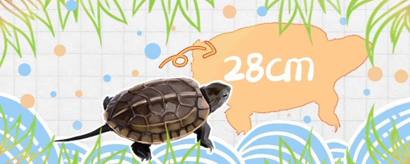 草龟能长多大多重能活多久