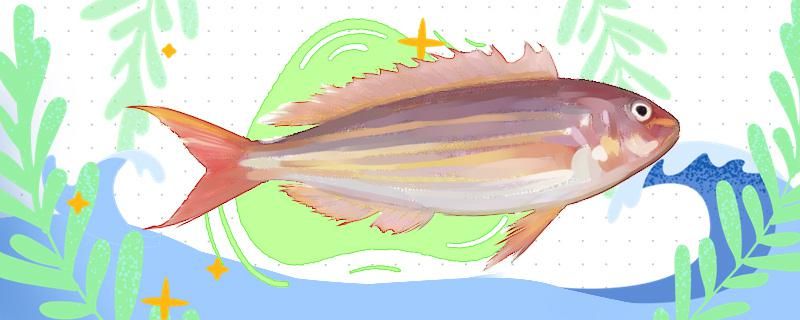 金线鱼是深海鱼吗能人工饲养吗