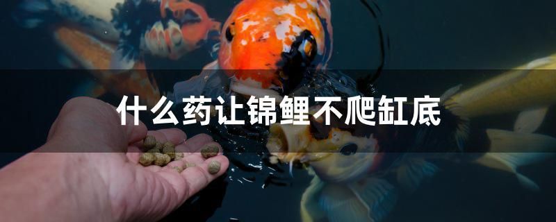 广州观赏鱼博览中心官网首页（广州观赏鱼）