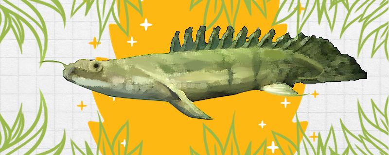青恐龙鱼好养吗怎么养 稀有金龙鱼