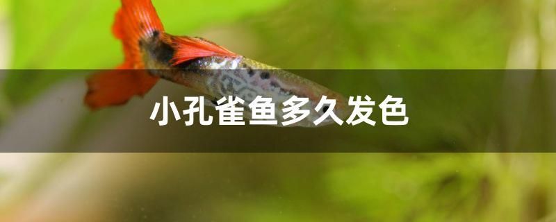 小孔雀鱼多久发色 白玉红龙鱼