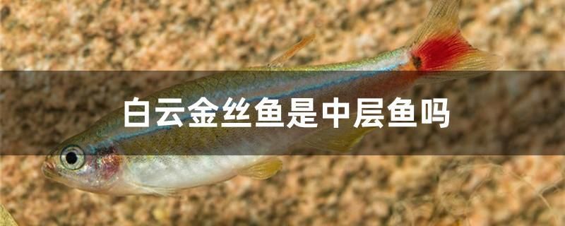 雷龙鱼吃小鱼吗（雷龙鱼吃活鱼吗） 量子养鱼技术 第1张
