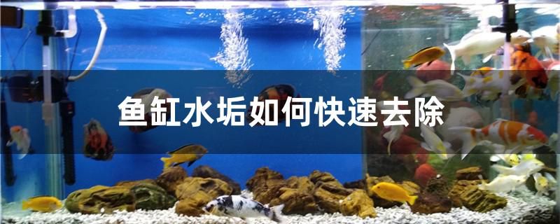 鱼缸水垢如何快速去除 广州龙鱼批发市场
