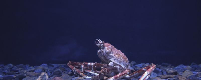 海里螃蟹能钓到吗爱吃什么饵料