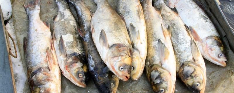 冬季钓鲢鱼用什么味的饵料用什么渔具 红魔王银版鱼
