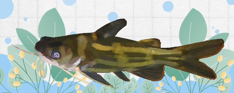 黄刺鱼是淡水鱼还是海水鱼可以养鱼缸里吗