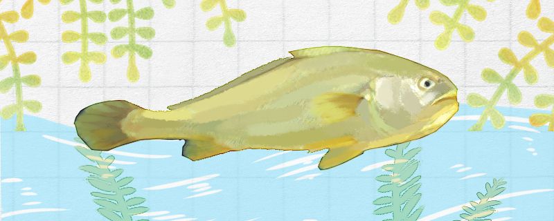 黄花鱼跟小黄鱼是一个品种吗有什么区别