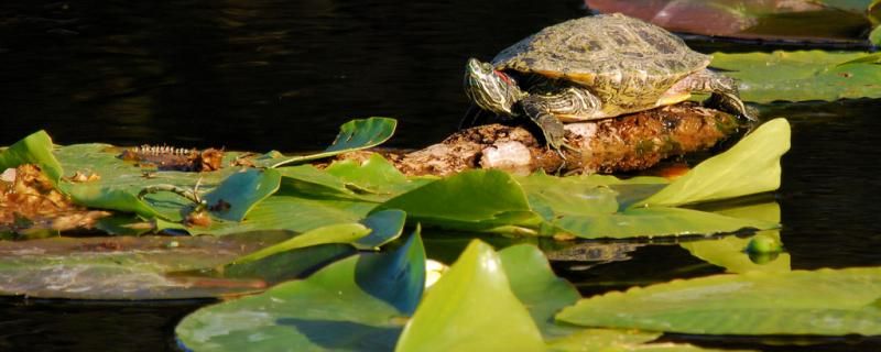 如何培养绿水养龟绿水养龟好处有哪些