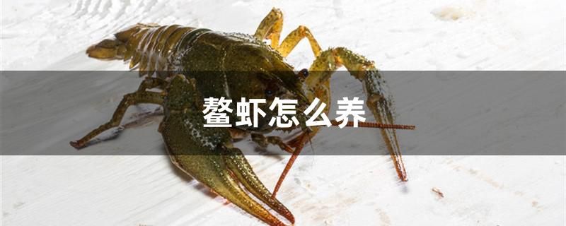 鳌虾怎么养 广州水族器材滤材批发市场