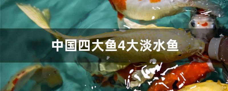 中国四大鱼4大淡水鱼是什么