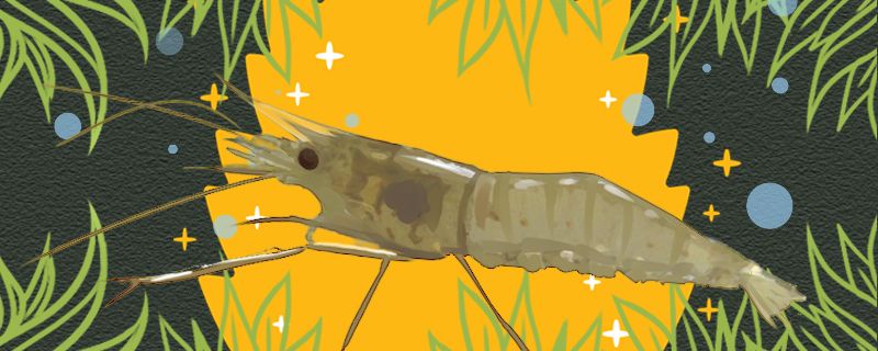 日本藻虾好养吗怎么养 杰西卡恐龙鱼