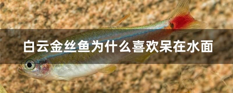 白云金丝鱼为什么喜欢呆在水面 和尚鱼