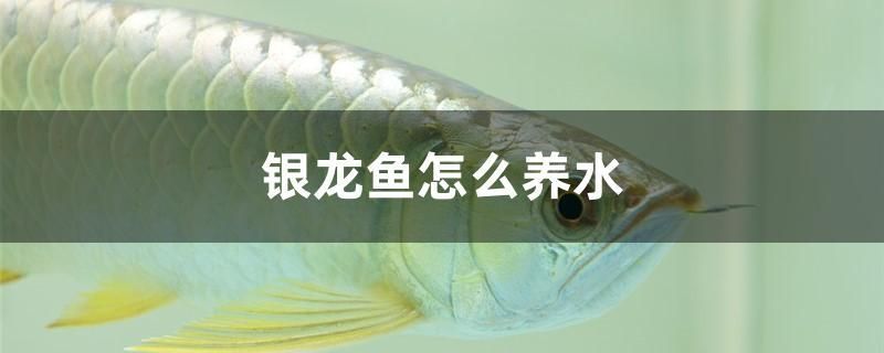 银龙鱼怎么养水 黑桃A鱼
