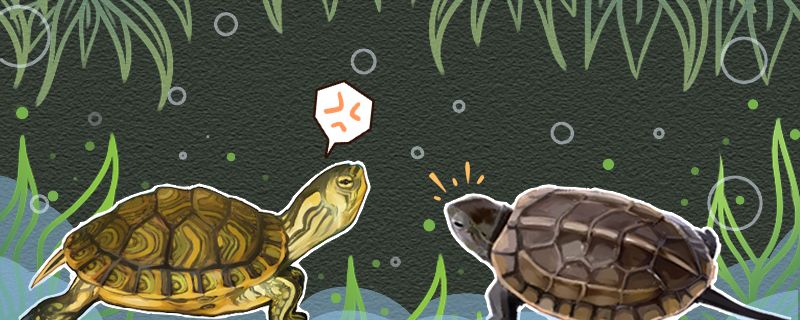 黄耳龟凶不凶能和草龟混养吗