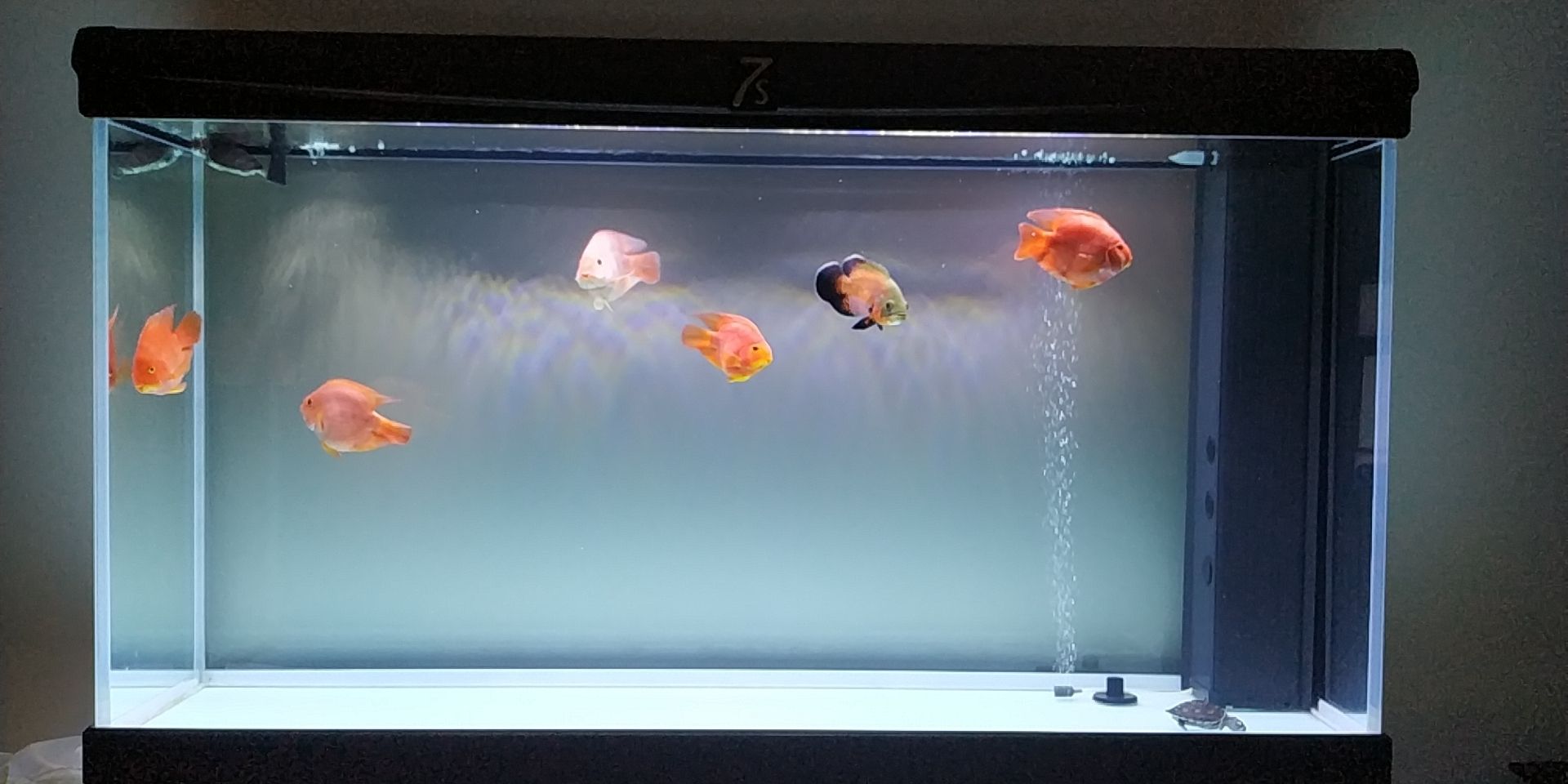 大鱼缸造景教程视频全集免费观看 大鱼缸造景教程视频全集免费观看下载