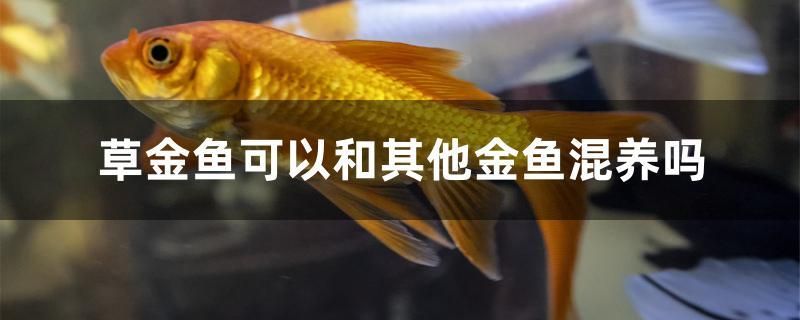 草金鱼可以和其他金鱼混养吗