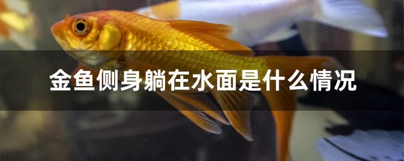 金鱼侧身躺在水面是什么情况 泰庞海鲢鱼