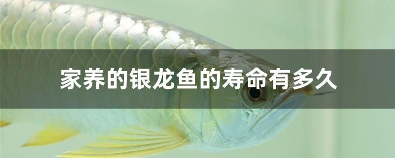 家养的银龙鱼的寿命有多久 水温计