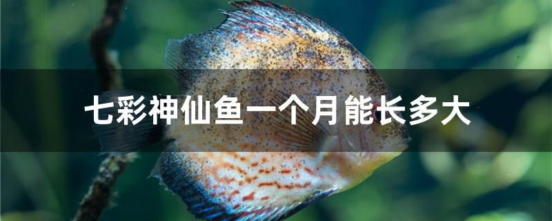七彩神仙鱼一个月能长多大 虎纹银版鱼