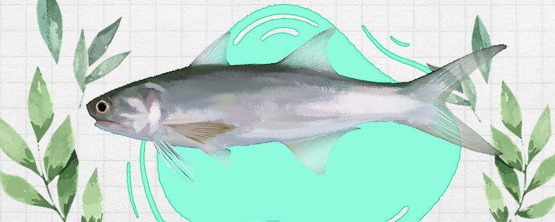 马友鱼是海鱼还是淡水鱼生活在哪里