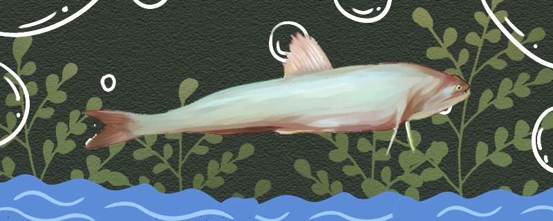 龙头鱼是海鱼吗能养殖吗