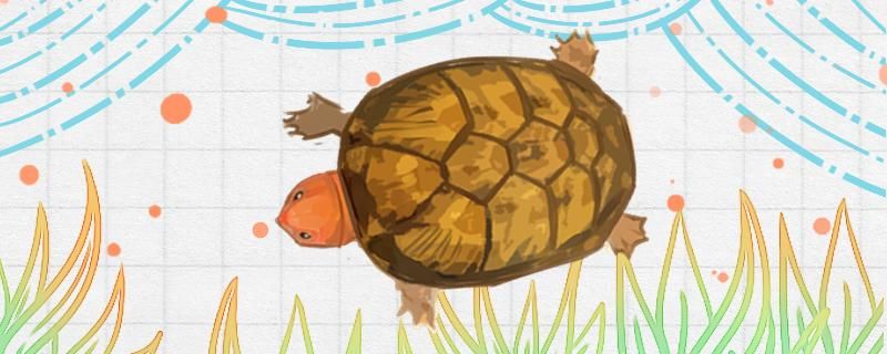 红面蛋龟几年可以繁殖怎么繁殖 龙凤鲤鱼