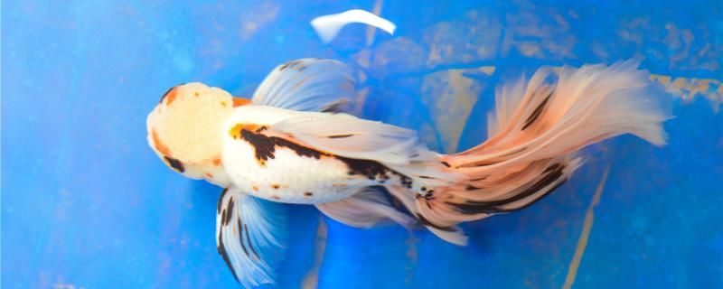 金鱼怎么分辨公母公母可以混养吗