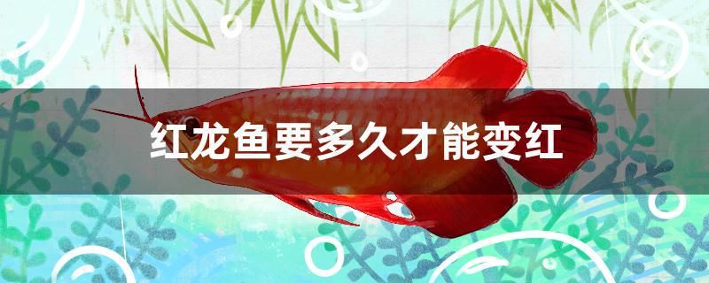 红龙鱼要多久才能变红